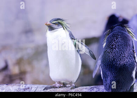 Pinguin auf einem Felsen mit anderen Pinguinen in das Licht des Tages Stockfoto