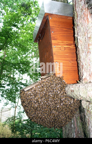 Berlin, Deutschland - Bee Swarm hängt in einem Baum wie eine Traube unter einem Schwarm kästlein Stockfoto