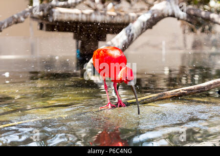 Ein scarlet Ibis im Wasser spiegelt Stockfoto