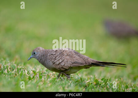 Zebra Dove (Geopelia Striata) im Gras auf Praslin, Seychellen im Indischen Ozean. Stockfoto