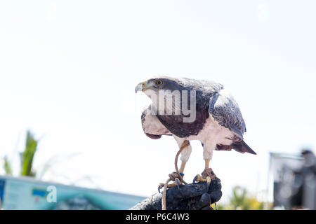 Hawk auf dem Handschuh einer Person üben Falknerei gehockt Stockfoto