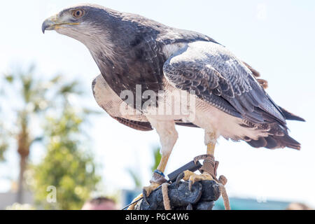 Hawk auf dem Handschuh einer Person üben Falknerei gehockt Stockfoto