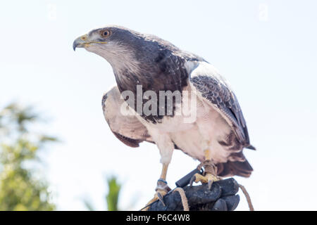 Hawk auf dem Handschuh einer Person üben Falknerei gehockt Stockfoto