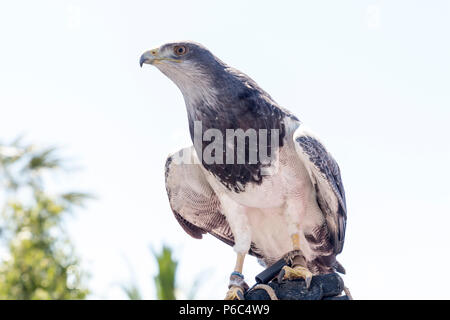 Hawk auf dem Handschuh einer Person üben Falknerei gehockt Stockfoto