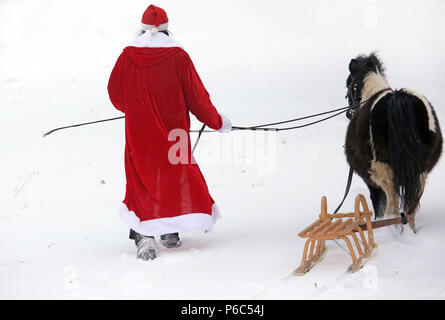 Oberoderwitz, Santa Claus führt seine angeschirrt Shetland pony durch den Schnee Stockfoto