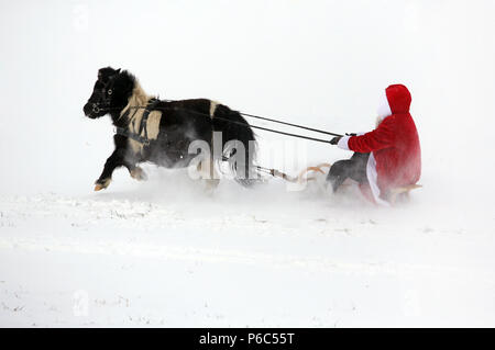 Oberoderwitz, Santa Claus macht eine Schlittenfahrt mit seinem Shetland pony Stockfoto