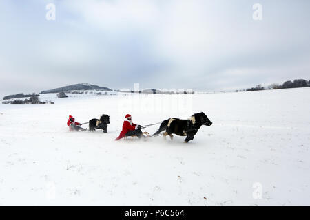 Oberoderwitz, Frauen, die so tut, als wäre Weihnachten Männer eine Schlittenfahrt mit ihren Shetland Ponys machen Stockfoto