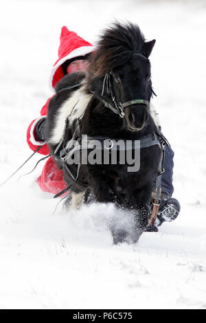 Oberoderwitz, Santa Claus macht eine Schlittenfahrt mit seinem Shetland pony Stockfoto