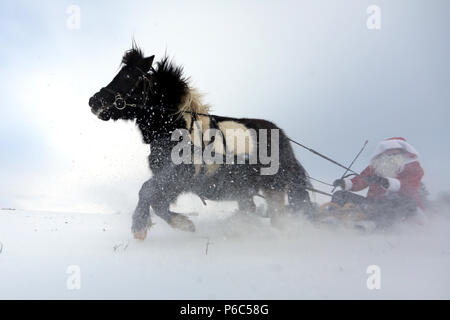 Oberoderwitz, Santa Claus macht eine Schlittenfahrt mit seinem Shetland pony Stockfoto