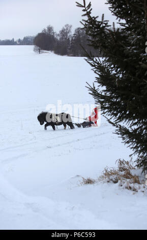 Oberoderwitz, Santa Claus macht eine Schlittenfahrt mit seinem Shetland pony Stockfoto