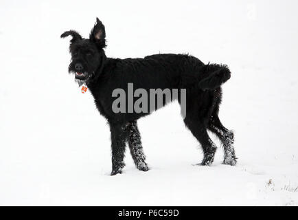 Werneuchen gefundenen Schnauzer steht im Schnee Stockfoto