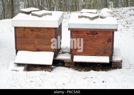 Berlin, Deutschland - Bienen jagen im Winter in einer verschneiten Garten Stockfoto