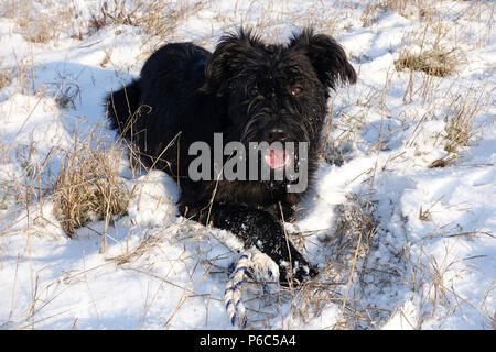 Berlin, Deutschland - Riesenschnauzer liegt im Schnee Stockfoto