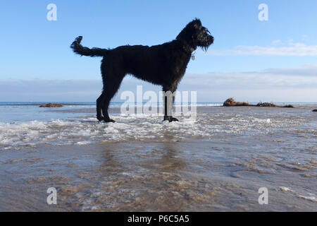 Ahlbeck, Deutschland - Riesenschnauzer steht am Strand Der zugefrorenen Ostsee Stockfoto