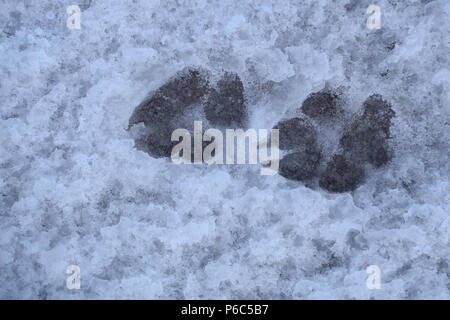 Ahlbeck, Deutschland, pfotenabdrücke von einem Hund im Schnee Stockfoto