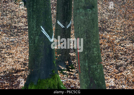 Neue Kaetwin, Deutschland - Markierungen auf Baumstämme im Wald Stockfoto