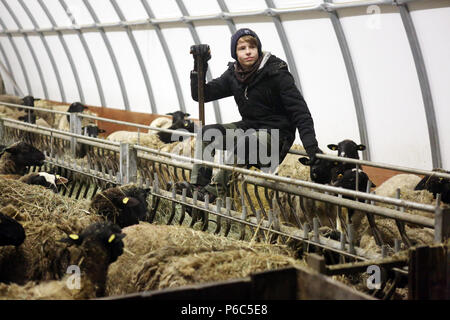 Neu Kaetwin, Deutschland - Schule intern auf dem Bauernhof nimmt einen Bruch in den Schafstall Stockfoto