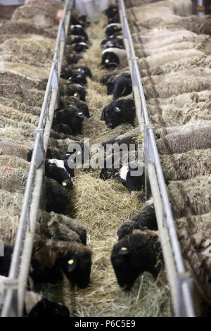 Neue Kaetwin, Deutschland - dorper Schafe im Stall essen Heu Stockfoto