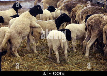 Neue Kaetwin, Deutschland - junge dorper Schafe in einen Laufstall Stockfoto