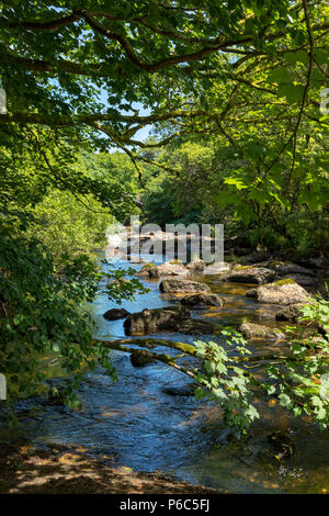 Hexworthy Dartmoor Devon England Juni 24, 2018 Der Westen Dart River bei Hexworthy Stockfoto