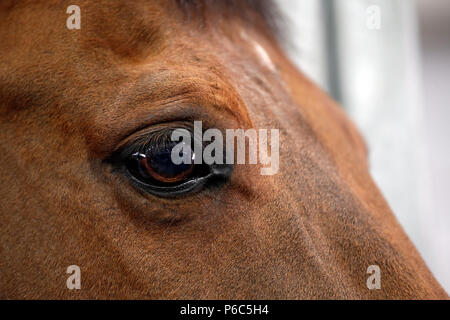 Doha, Auge von   ein Pferd Stockfoto