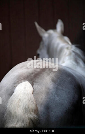 Doha, geschorenen Pferd steht in seiner Box Stockfoto