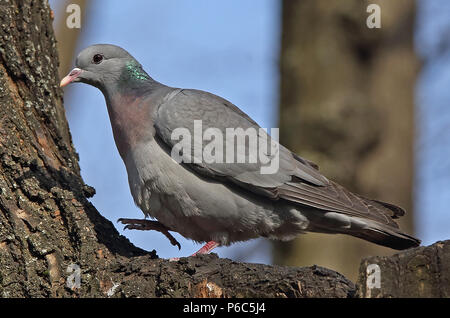 Taube (Columba oenas) im Baum sitzend Stockfoto