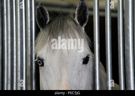 Doha, Entlüftung, Pferd mit unterschiedlich farbigen Augen schaut aus seinem Kasten Stockfoto