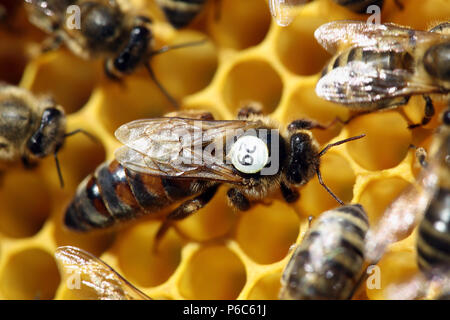 Berlin, Deutschland - Bienenkönigin mit weißen Slip Markierung auf einer Wabe Stockfoto