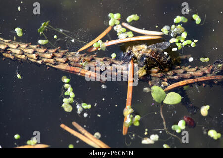 Berlin, Deutschland - Bee Getränke Wasser aus einem Teich Stockfoto