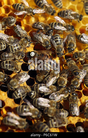 Berlin, Deutschland - Bienenkönigin mit weißen Slip Mark und die Bienen auf einer Wabe Stockfoto