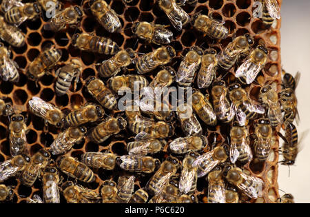 Berlin, Deutschland - Honig Bienen auf einer Wabe Stockfoto