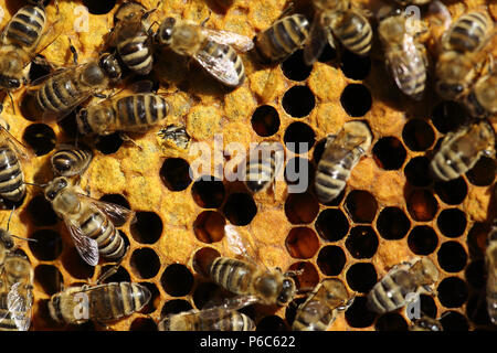 Berlin, Deutschland - Honig Bienen auf einer Wabe. In der Mitte der Linken, eine Biene rutscht Stockfoto