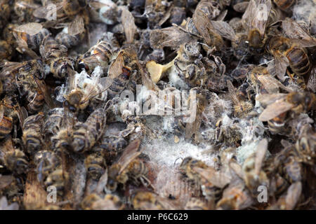 Berlin, Deutschland - toten Honigbienen nach dem harten Winter Stockfoto