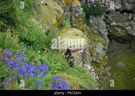 Papageitaucher auf Staffa Insel Stockfoto