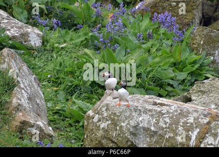 Papageientaucher auf Staffa Insel Stockfoto