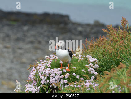 Papageitaucher auf Staffa Insel Stockfoto