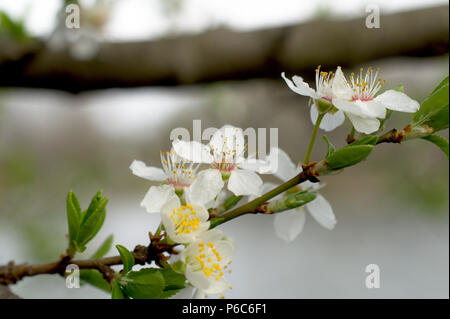 Closeup Blume auf einem Zweig Stockfoto