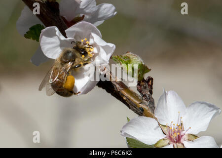 Flauschige Stockfoto