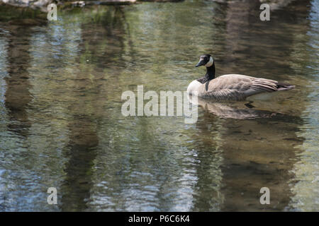 Flauschige Stockfoto