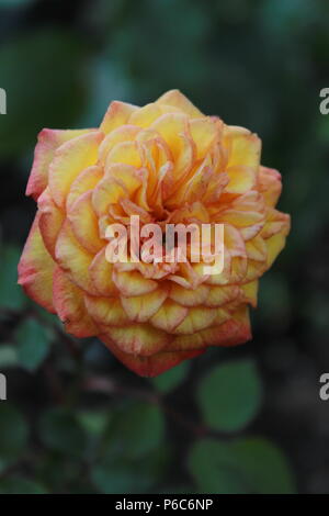 Orangefarbene Blume Stockfoto