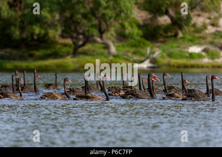 Herde der schwarzen Schwäne Seite auf Schwimmen im Fluss Moore River National Park Western australia Australien Stockfoto