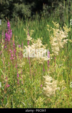 Wildblumen in Holland Stockfoto