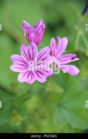 Wildblumen in Holland Stockfoto