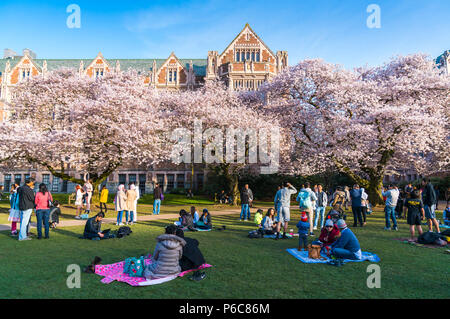 Universität von Washington, Seattle, washingto n, USA. 04-03-2017: Kirschblüten blühen im Garten mit voll. Stockfoto