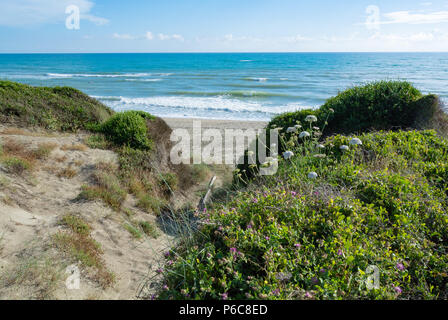 Strand mit Vegetation der Nature Reserve in der Nähe von Ostia, Rom, Latium, Italien Stockfoto