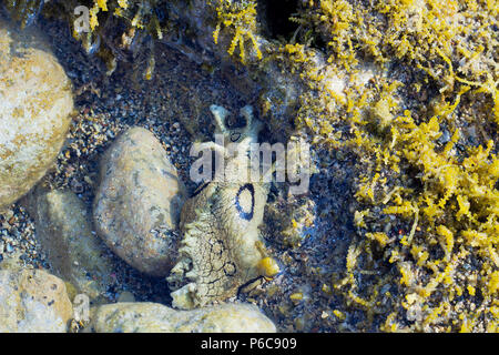 Aplysia dactylomela Weiden in Meerwasser. Gefleckte meer Hase slug Draufsicht Stockfoto