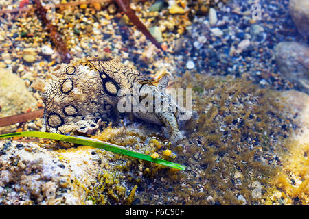 Aplysia dactylomela Weiden in Meerwasser. Gefleckte meer Hase slug Portrait Stockfoto