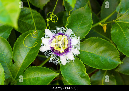 Weiß mit lila Blüte Passiflora edulis. Leidenschaft Blumen oder Leidenschaft Reben, Ansicht von oben Stockfoto