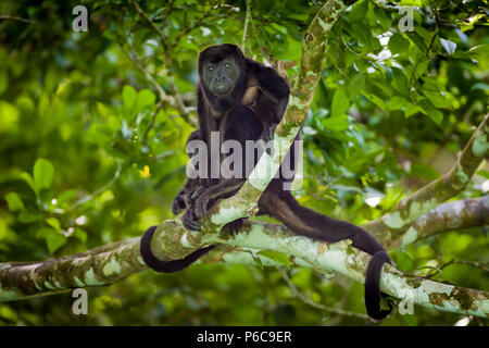 Die Tierwelt Panamas mit einem weiblichen Mantelaffen und jungen Alouatta palliata im Regenwald des Nationalparks Soberania, Republik Panama. Stockfoto